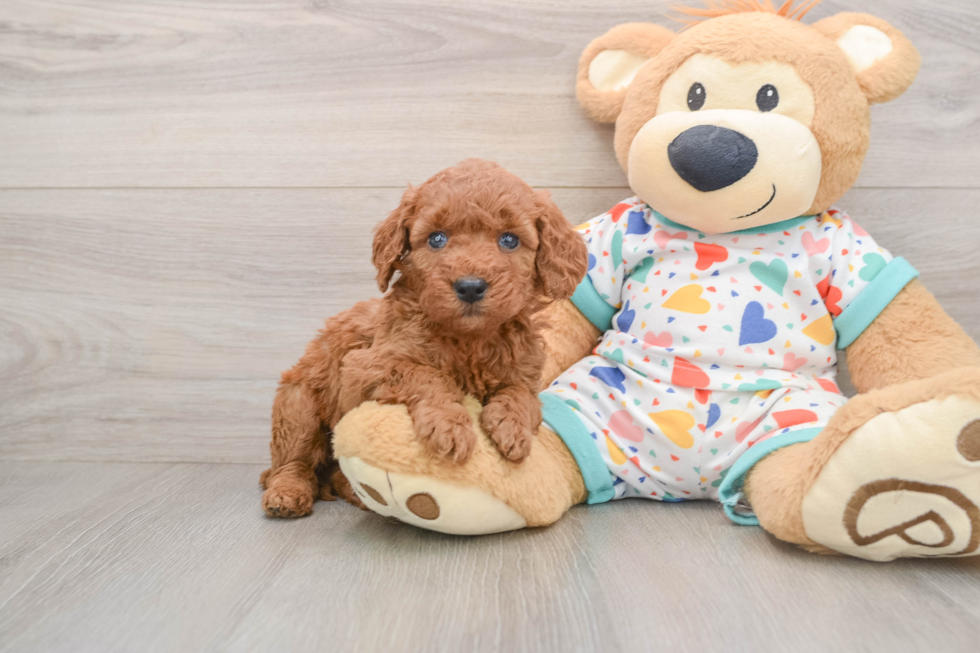 Smart Mini Goldendoodle Poodle Mix Pup