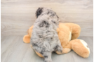 Best Mini Goldendoodle Baby