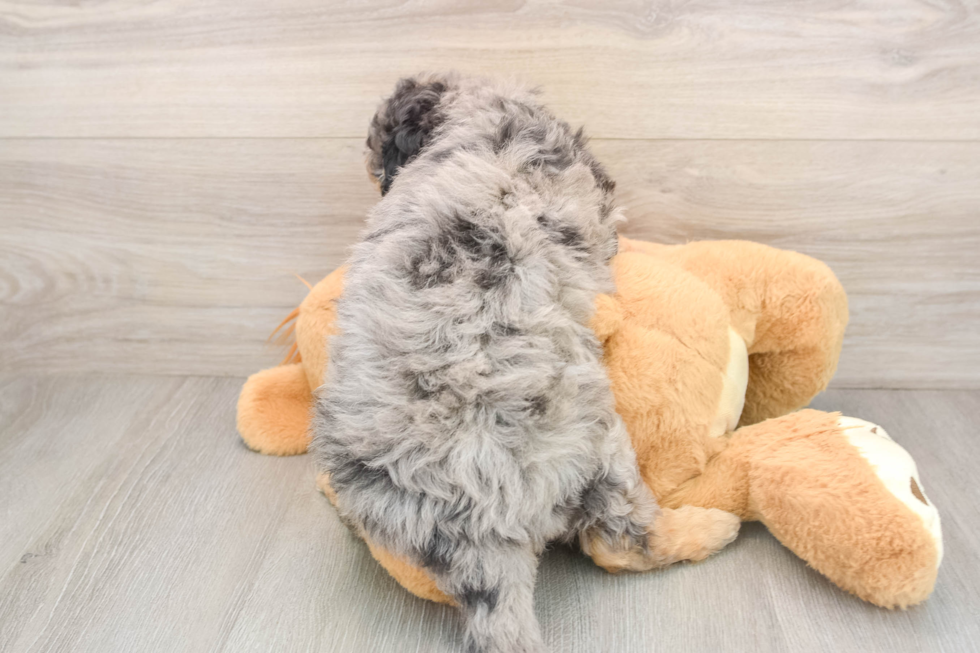 Best Mini Goldendoodle Baby