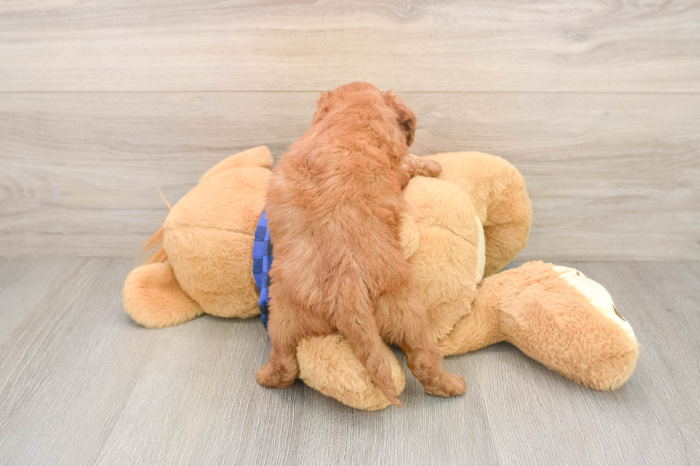 Adorable Golden Retriever Poodle Mix Poodle Mix Puppy