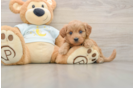 Playful Mini Groodle Poodle Mix Puppy