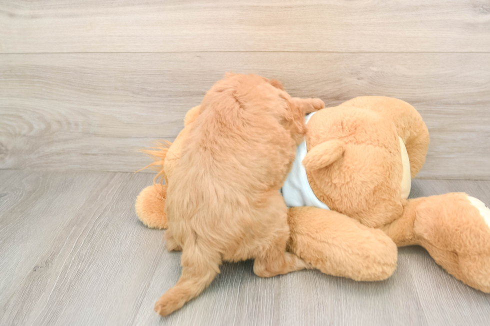 Mini Goldendoodle Pup Being Cute