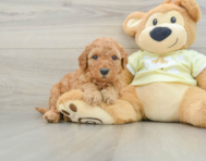 8 week old Mini Goldendoodle Puppy For Sale - Pilesgrove Pups