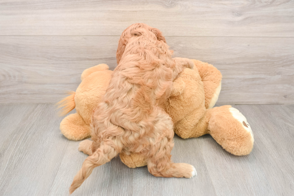 Best Mini Goldendoodle Baby