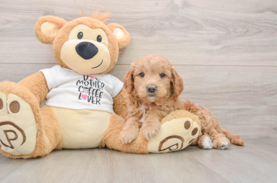 Best Mini Goldendoodle Baby