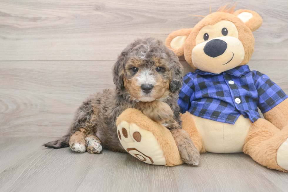 Mini Goldendoodle Pup Being Cute