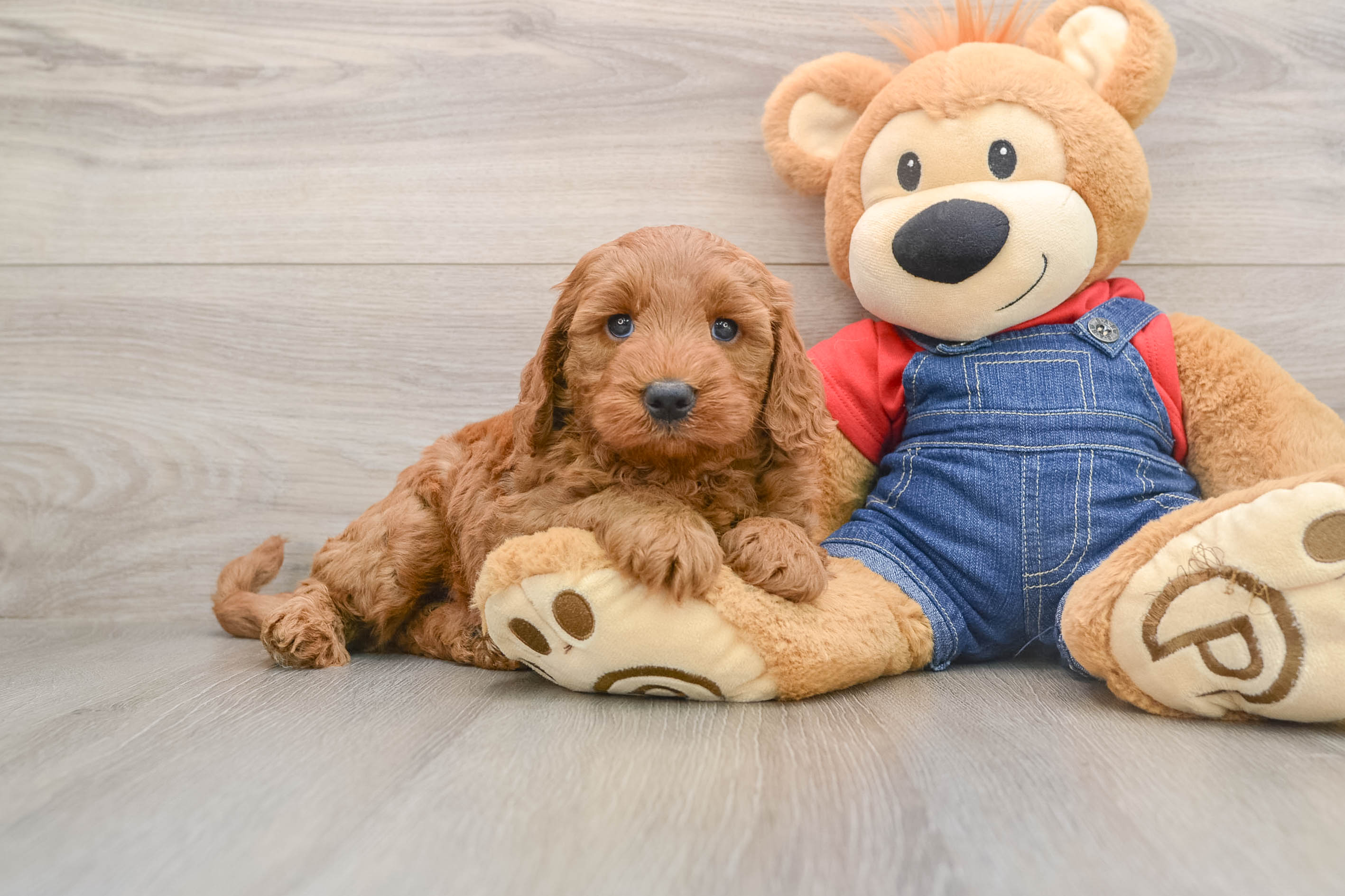 Adorable Golden Retriever Poodle Mix Poodle Mix Puppy