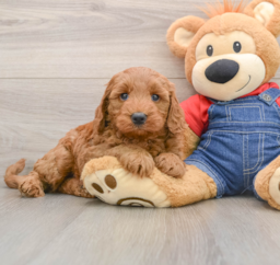 7 week old Mini Goldendoodle Puppy For Sale - Pilesgrove Pups
