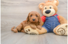 Adorable Golden Retriever Poodle Mix Poodle Mix Puppy
