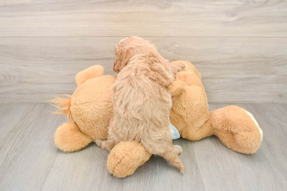 Popular Mini Goldendoodle Poodle Mix Pup
