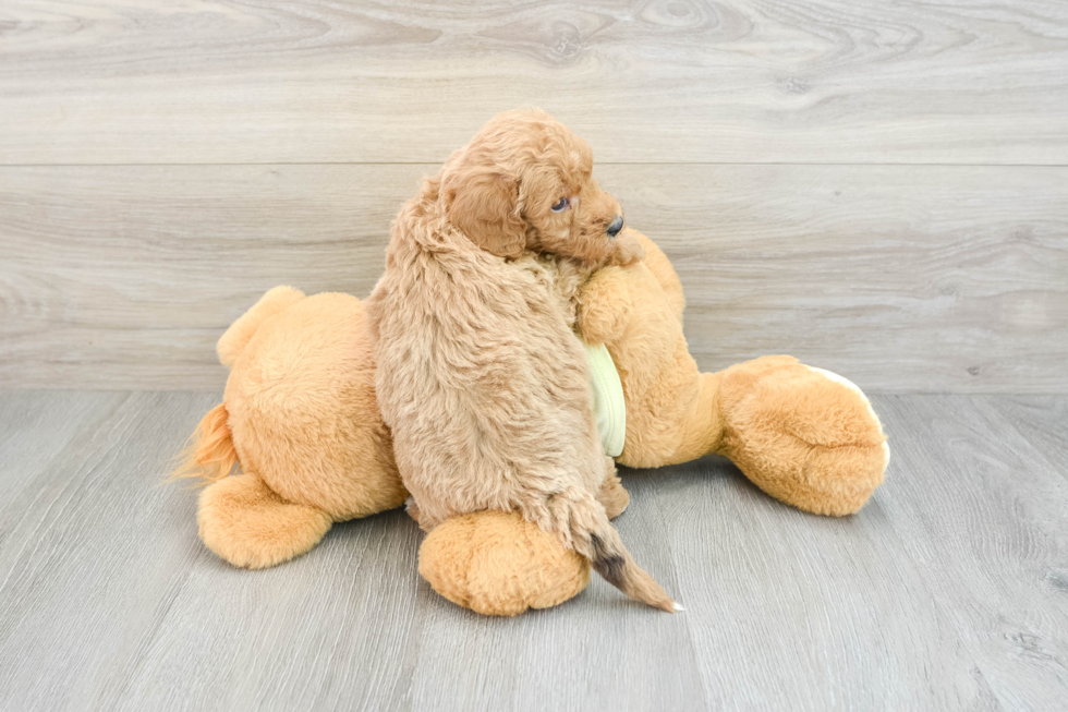 Playful Mini Groodle Poodle Mix Puppy