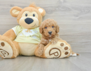 6 week old Mini Goldendoodle Puppy For Sale - Pilesgrove Pups