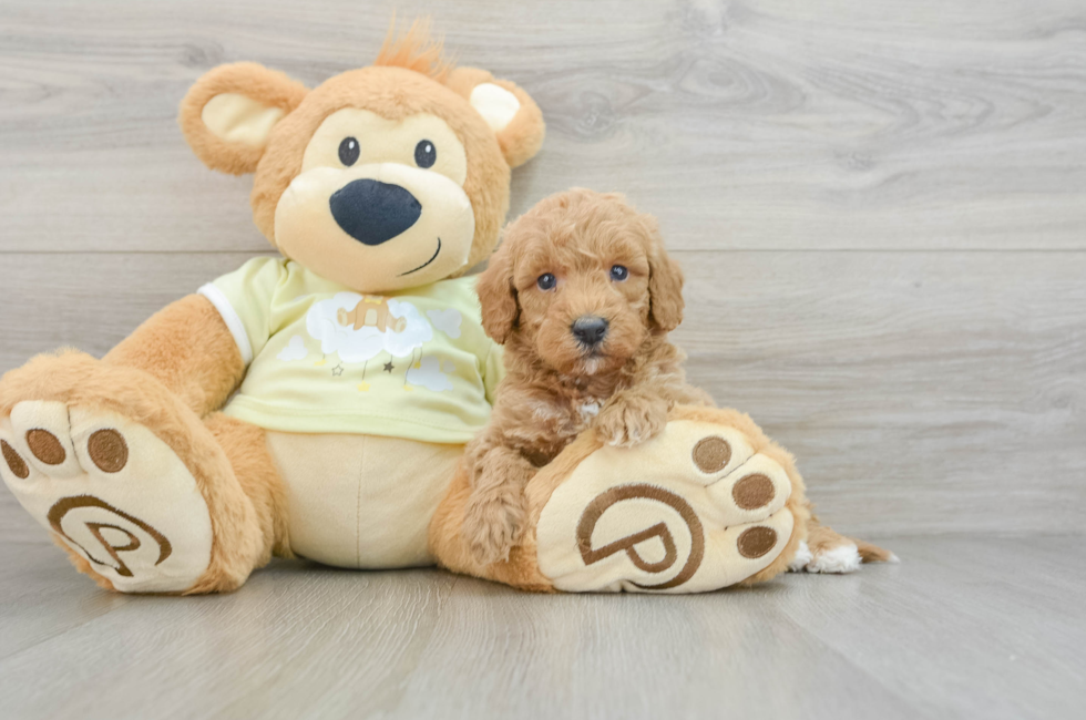 6 week old Mini Goldendoodle Puppy For Sale - Pilesgrove Pups