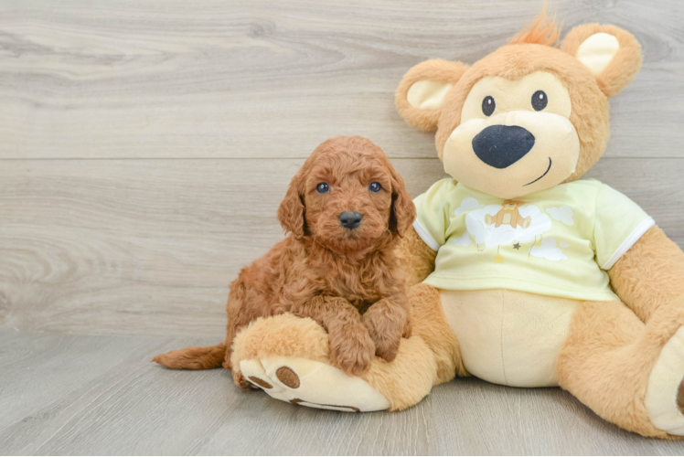 Happy Mini Goldendoodle Baby