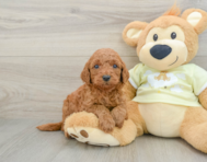 8 week old Mini Goldendoodle Puppy For Sale - Pilesgrove Pups
