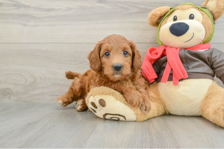 Energetic Golden Doodle Poodle Mix Puppy