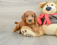 7 week old Mini Goldendoodle Puppy For Sale - Pilesgrove Pups