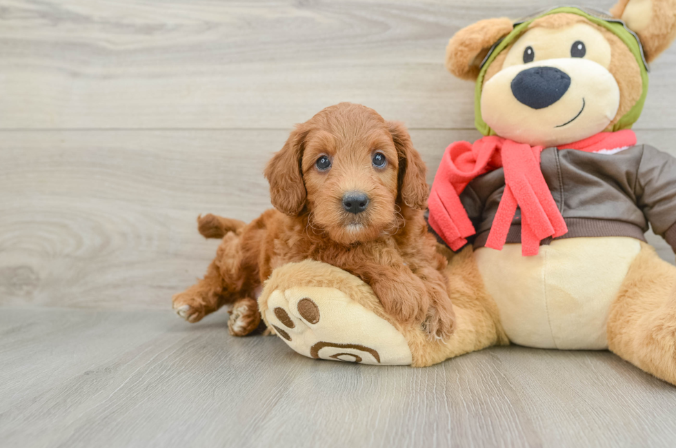 6 week old Mini Goldendoodle Puppy For Sale - Pilesgrove Pups
