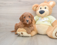 7 week old Mini Goldendoodle Puppy For Sale - Pilesgrove Pups