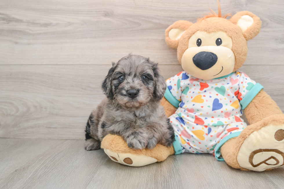 Mini Goldendoodle Pup Being Cute