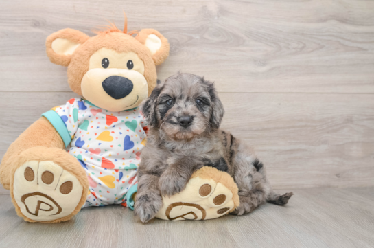 Popular Mini Goldendoodle Poodle Mix Pup