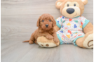 Mini Goldendoodle Pup Being Cute