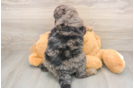 Mini Goldendoodle Pup Being Cute