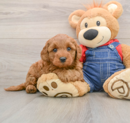 7 week old Mini Goldendoodle Puppy For Sale - Pilesgrove Pups