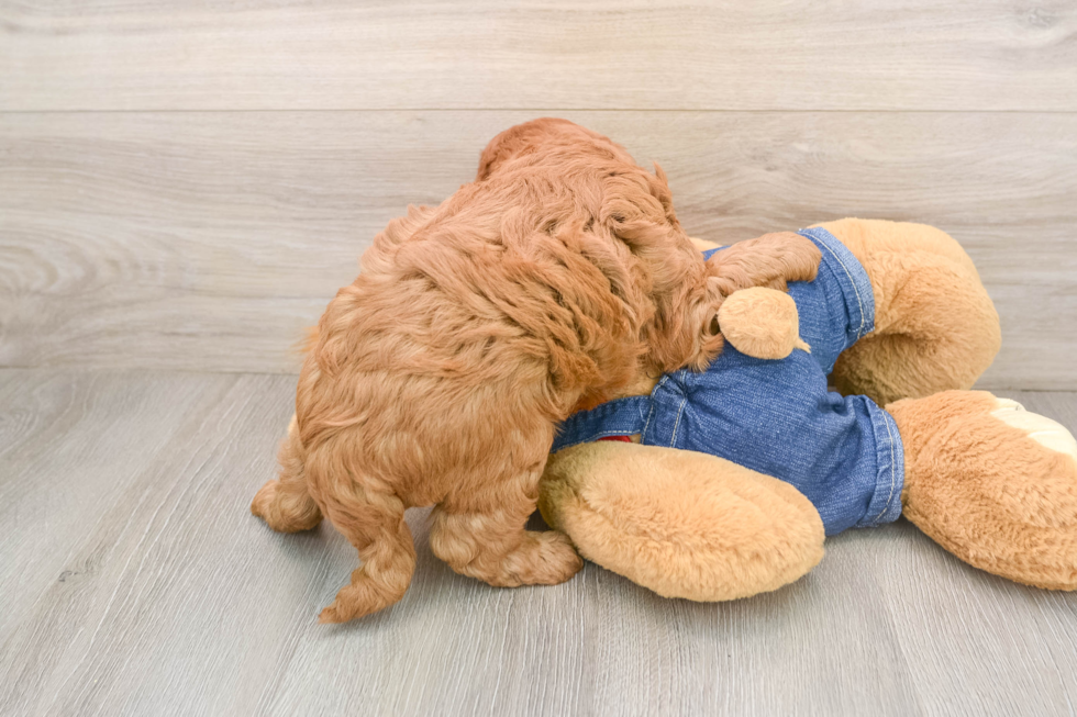 Mini Goldendoodle Puppy for Adoption