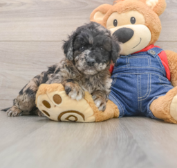 7 week old Mini Goldendoodle Puppy For Sale - Pilesgrove Pups