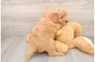 Mini Goldendoodle Puppy for Adoption