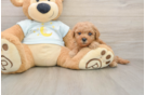 Mini Goldendoodle Puppy for Adoption
