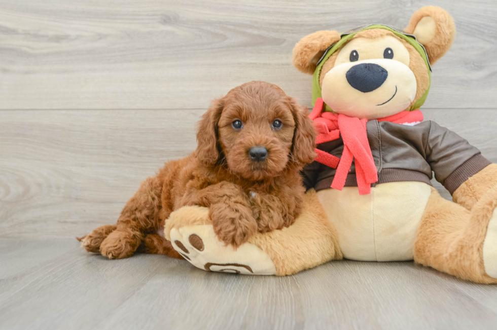 6 week old Mini Goldendoodle Puppy For Sale - Pilesgrove Pups