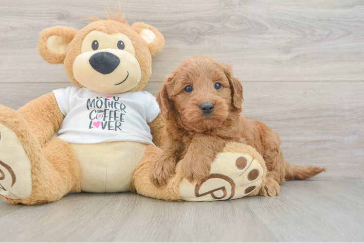Mini Goldendoodle Pup Being Cute