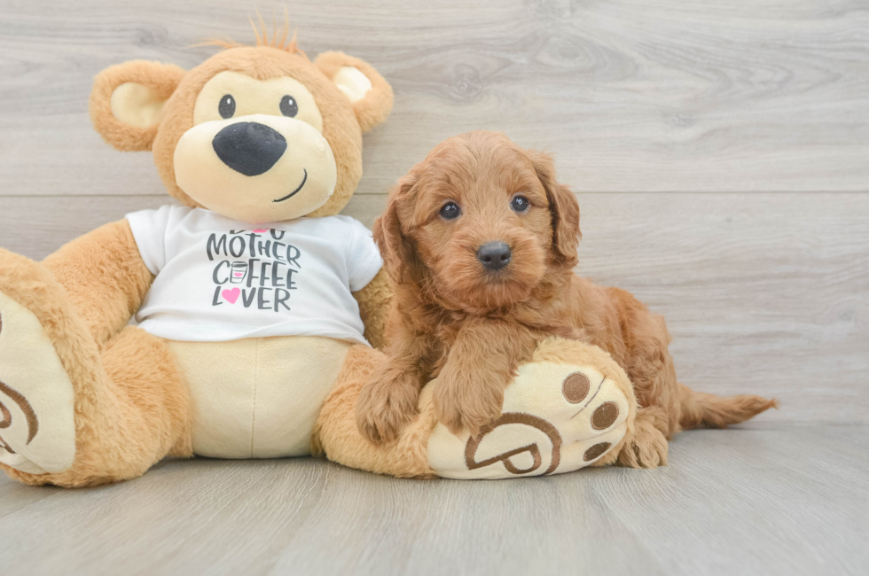 5 week old Mini Goldendoodle Puppy For Sale - Pilesgrove Pups