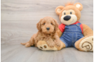 Friendly Mini Goldendoodle Baby