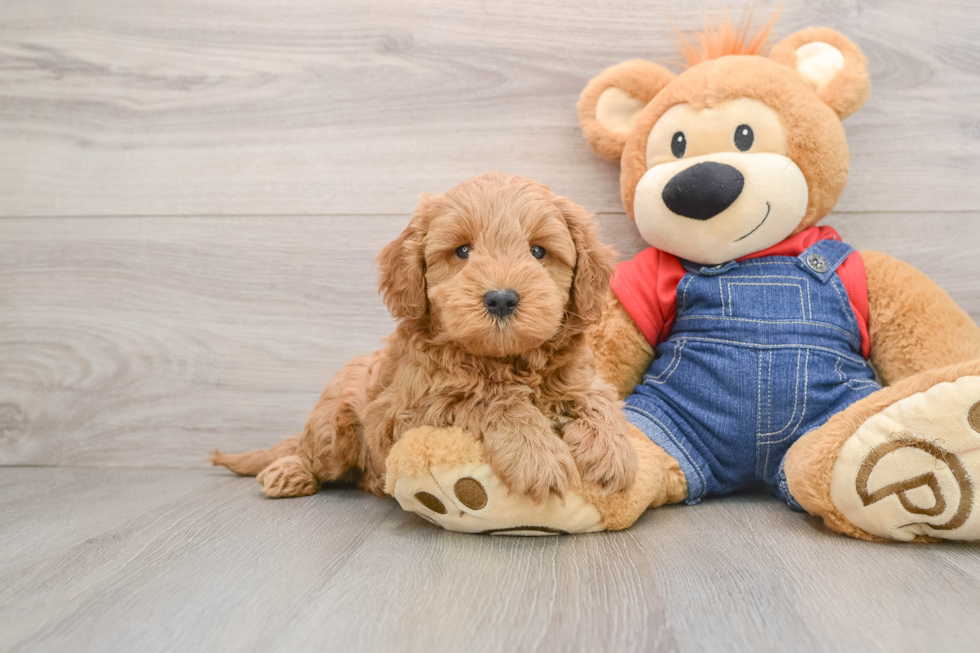 Friendly Mini Goldendoodle Baby