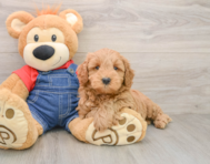 7 week old Mini Goldendoodle Puppy For Sale - Pilesgrove Pups