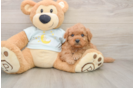 Fluffy Mini Goldendoodle Poodle Mix Pup