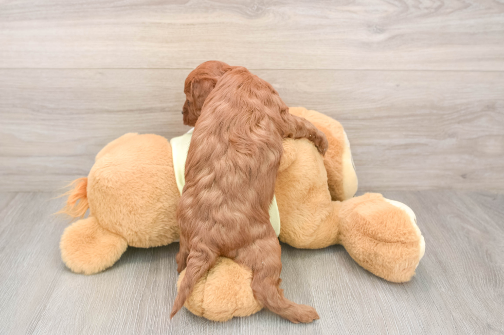 Funny Mini Goldendoodle Poodle Mix Pup