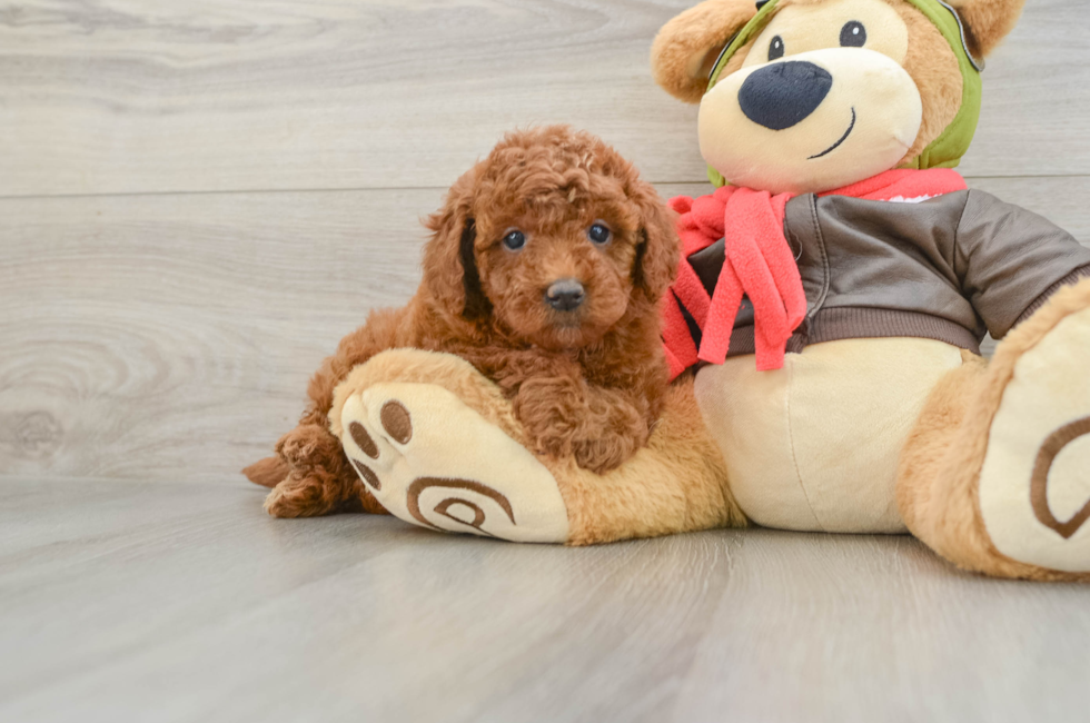 6 week old Mini Goldendoodle Puppy For Sale - Pilesgrove Pups