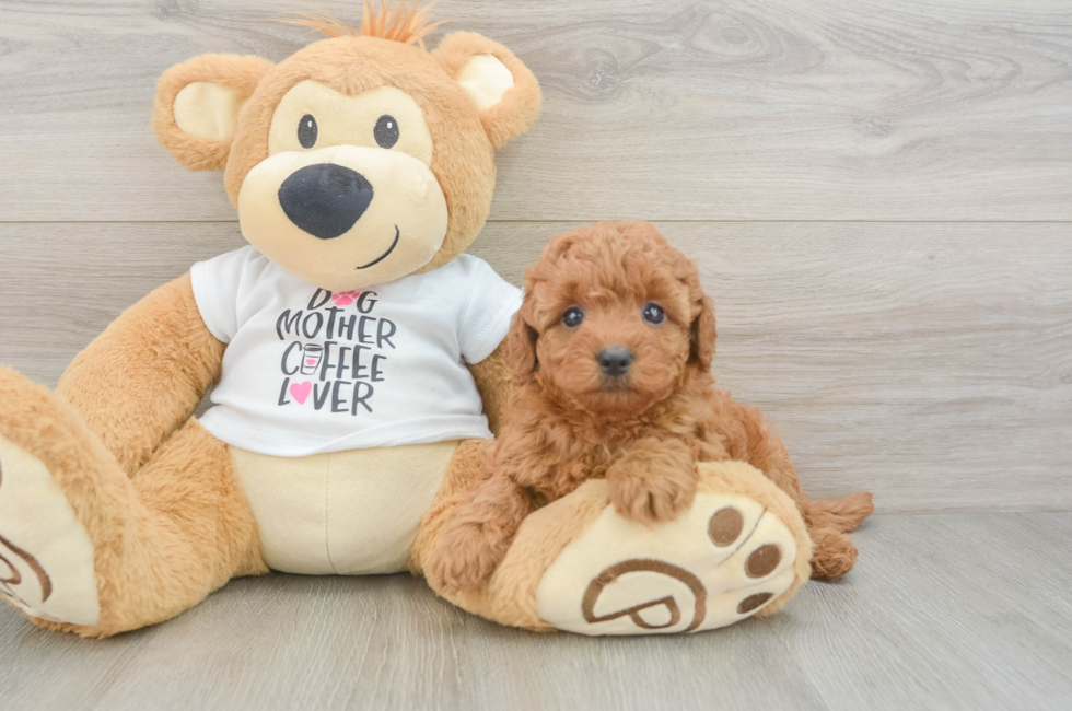 5 week old Mini Goldendoodle Puppy For Sale - Pilesgrove Pups