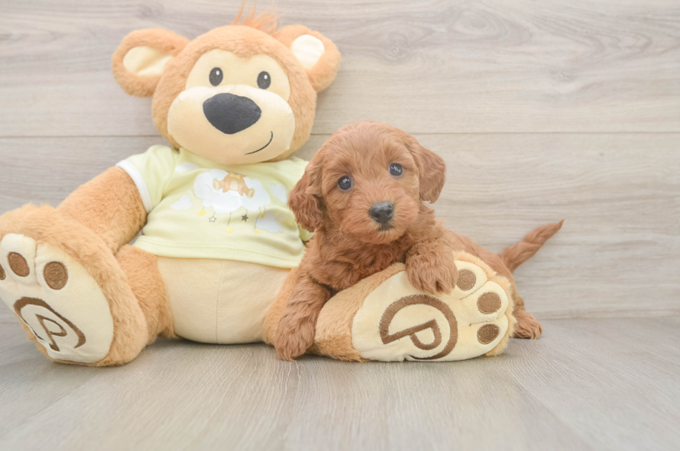 6 week old Mini Goldendoodle Puppy For Sale - Pilesgrove Pups