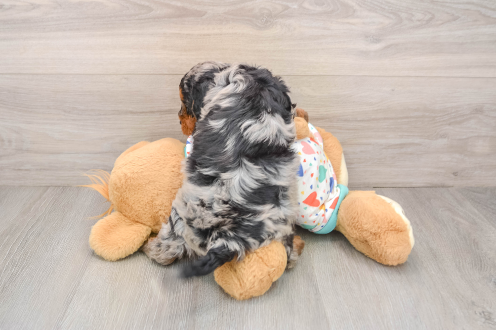 Mini Goldendoodle Puppy for Adoption