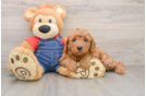 Mini Goldendoodle Pup Being Cute
