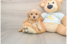 Petite Mini Goldendoodle Poodle Mix Pup