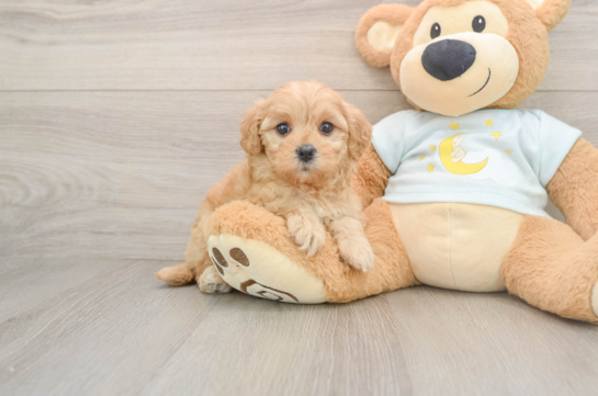 Petite Mini Goldendoodle Poodle Mix Pup