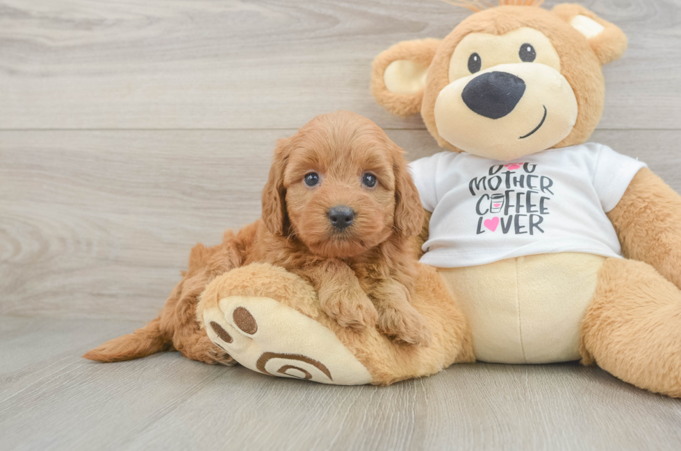 5 week old Mini Goldendoodle Puppy For Sale - Pilesgrove Pups