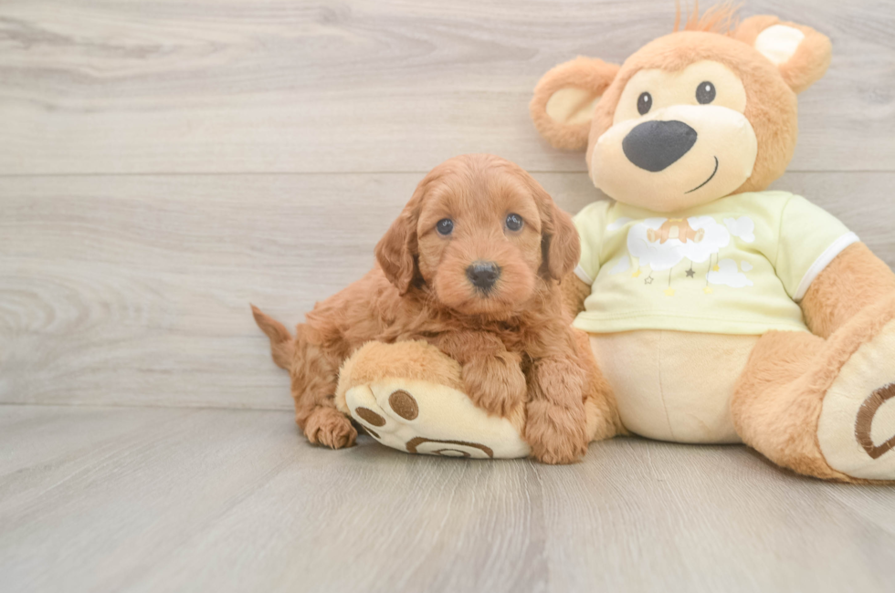 6 week old Mini Goldendoodle Puppy For Sale - Pilesgrove Pups