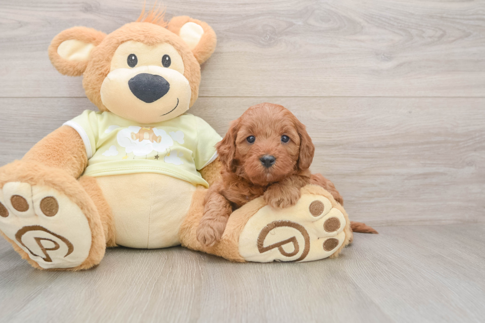 Mini Goldendoodle Pup Being Cute